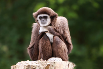 Weißhandgibbon