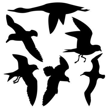 silhouette flying birds on white background