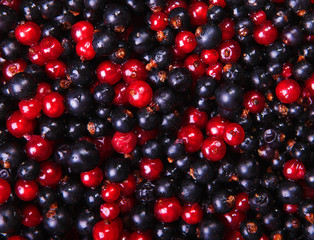 Ripe fresh black currant and red currant.