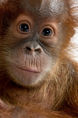 Close-up of Baby Sumatran Orangutan (4 months old) © Eric Isselée