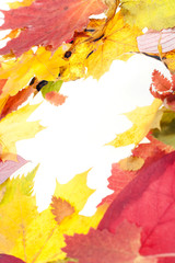 autumn leaves isolated on white background