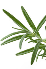 Rosemary