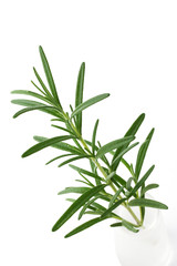 Rosemary