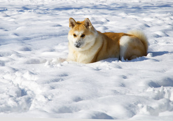 Akita dog winter