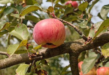 Red apple