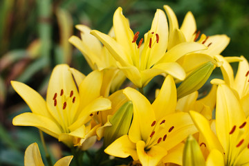 Delicate yellow lilies