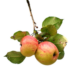 Branch with apples isolated