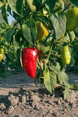 Red sweet pepper