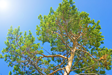 sun in the forest scene