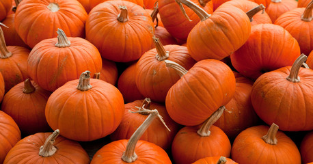 Piles of pumpkins background