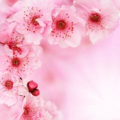 Soft spring cherry flowers background