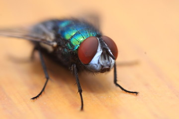 Fly