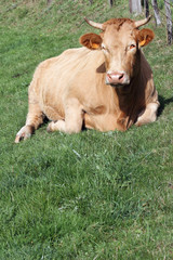 vache zen