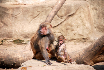 Dwa pawiany © Ewa Oderkiewicz