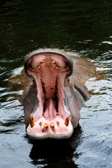Hipopotam pokazuje zęby