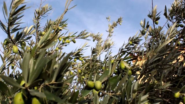 Olivier dans le vent