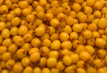 Sea-buckthorn