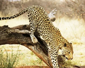 Fotobehang Leopard on tree © Galyna Andrushko