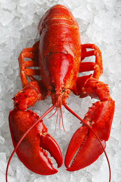 Whole red lobster