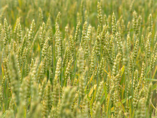 Wheat field