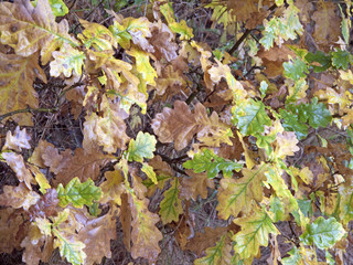 Herbstlaub