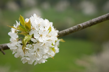 Blüten Kirschbaum