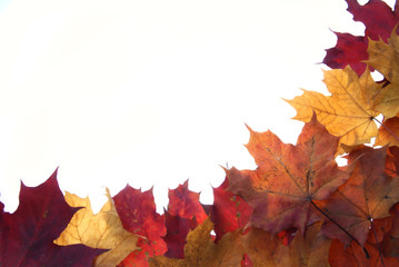 frame made of autumn leaves