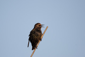 Star (Sturnus vulgaris)