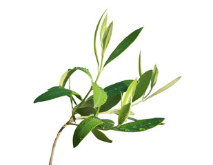 détail feuilles d'olivier