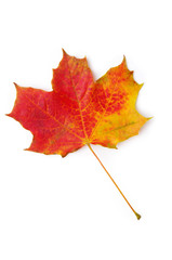 Blatt rot-orange