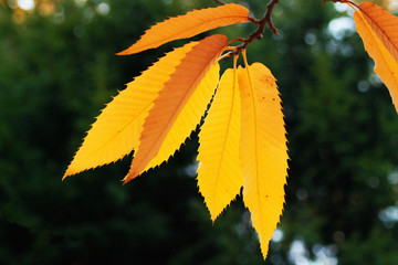 Kastanienblätter im Herbst