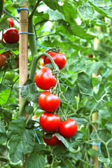 Reife rote Tomaten