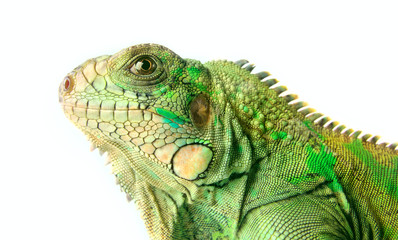 iguana