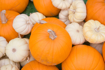 Orange and White Pumpkins