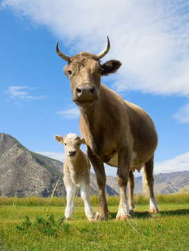 cow and calf