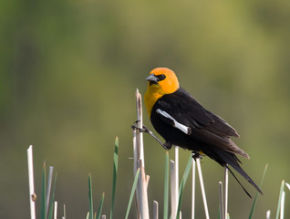 Yellow-headed Blackbird