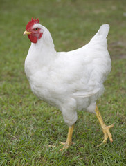 strolling chicken