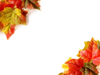 Fall leaves isolated on white