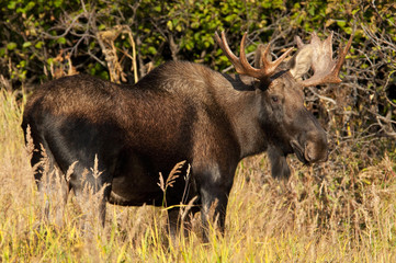 Bull Moose 3