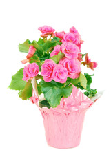 Pink begonia.