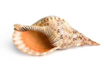 sea shell