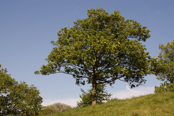 tree at hill