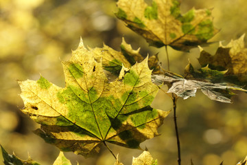 Maple leaves at autumn