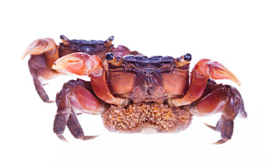 Crab isolated on white background.