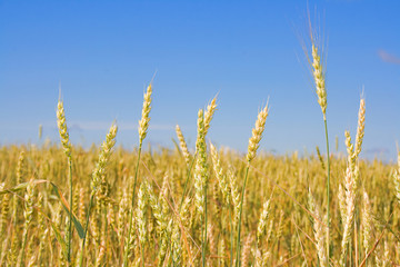 Wheat before harvest (yield's field).
