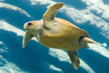 Zelfklevend Fotobehang Schildpad schildpad