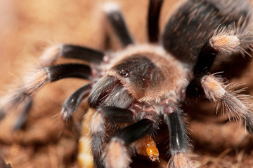 Spider close-up