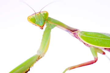 mantis stare to you isolated on white background