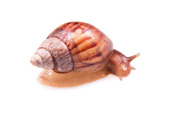 Snail isolated on white background....