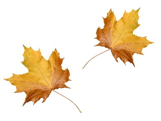 Background from autumn leaves